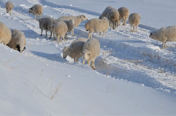 不管是多寒冷的天气,有阳光就要有微笑~看到微笑的小羊了嘛~?