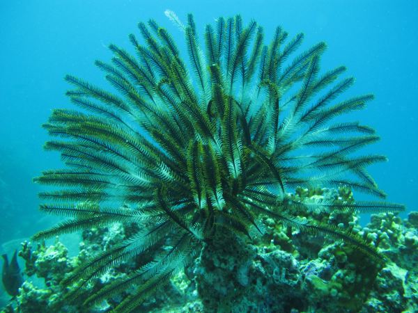 sea plants,seaplants 海洋齿(feather stars),隶属于棘皮动物门(echinodermata),与海星(sea