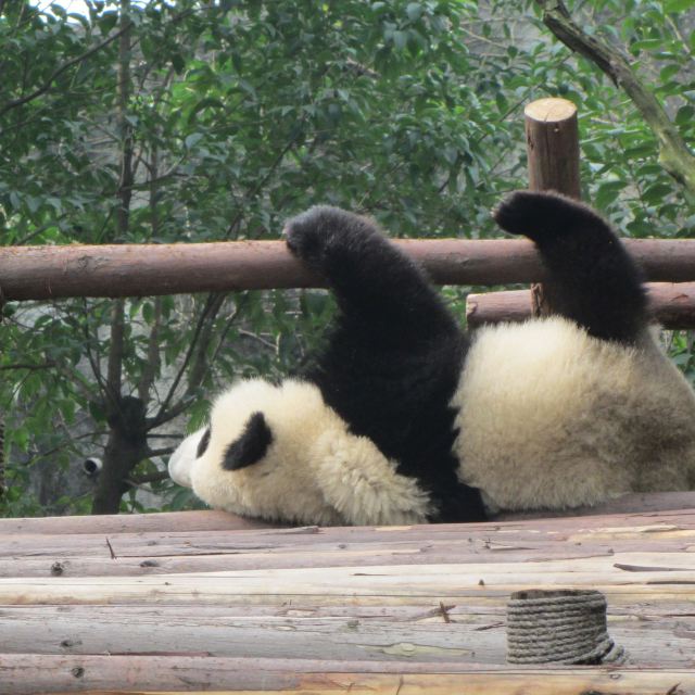 大熊猫幼崽,太可爱了,引来无数目光._皮皮网 大熊猫幼崽,太可爱了,引来无数目光.