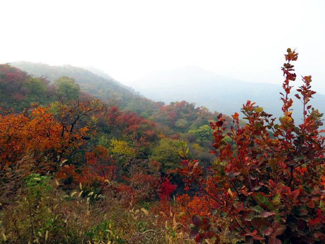 怎么搭香山_香山红叶简笔画怎么画