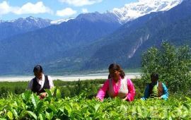 【携程天气预报】波密易贡茶场天气预报一周,