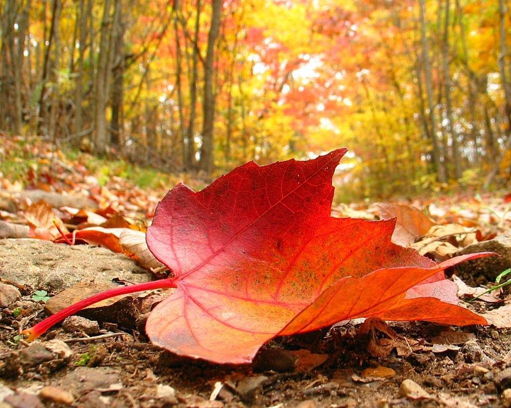 那么,一定要在那秋风阵阵拂面的时候同游栖霞山,那满山飘落的枫叶,红