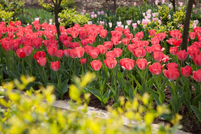 东西湖郁金香主题公园 百万葵花 九月邀您看葵