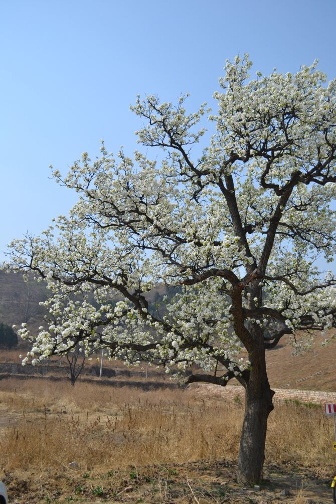 老树梨花,蓟县寻芳。-- 天津蓟县快乐家庭旅行