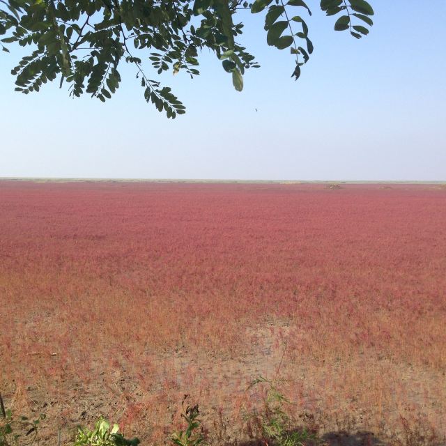 盘锦红海滩风景区