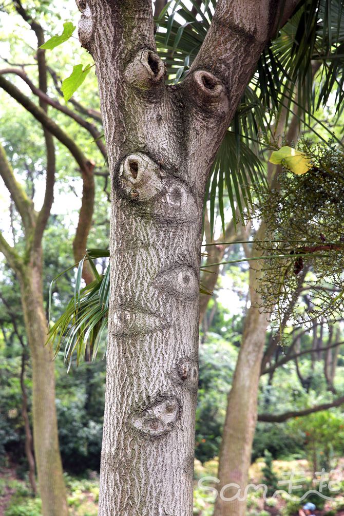 重新爱上海 》第三站 松江 - 上海游记攻略