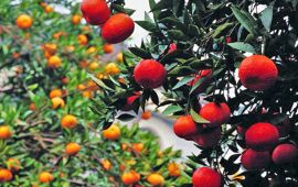 【黄沙坞天气预报】嘉兴黄沙坞天气预报一周,