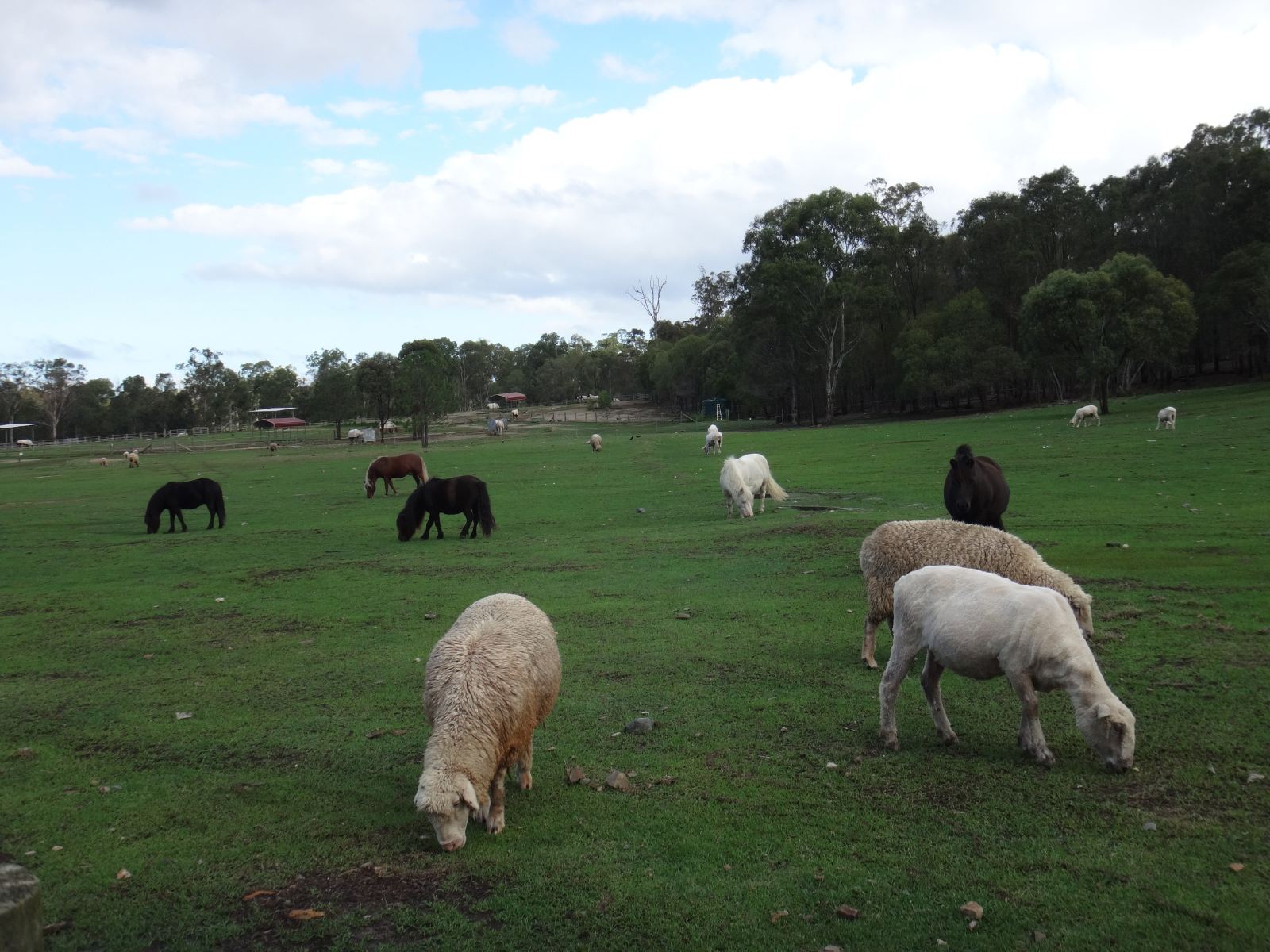 悉尼+堪培拉+布里斯班+黄金海岸6日跟团游(4
