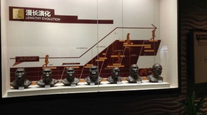 直立人化石 (6).jpg