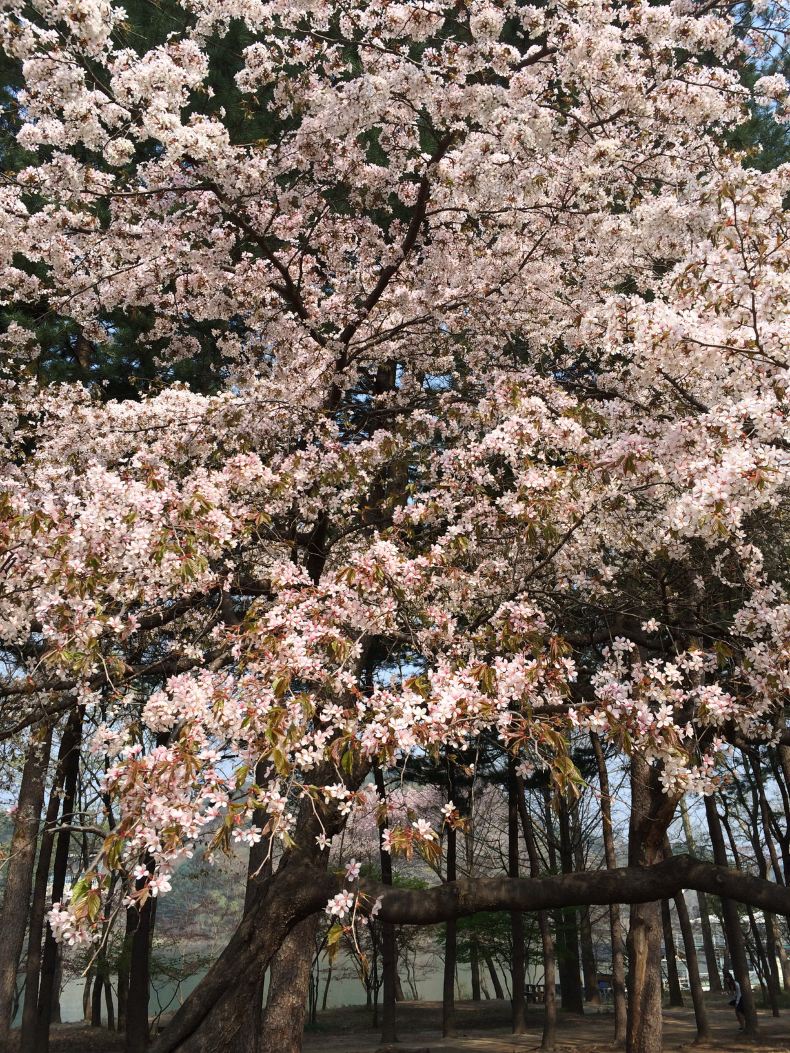 2014年4月樱花季--首尔+济州岛之旅