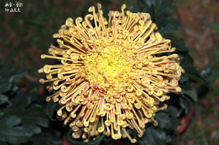 随手拍!深圳东湖公园菊花展 58 - 深圳游记攻略