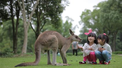 上海野生动物园门票多少钱_上海野生动物园门