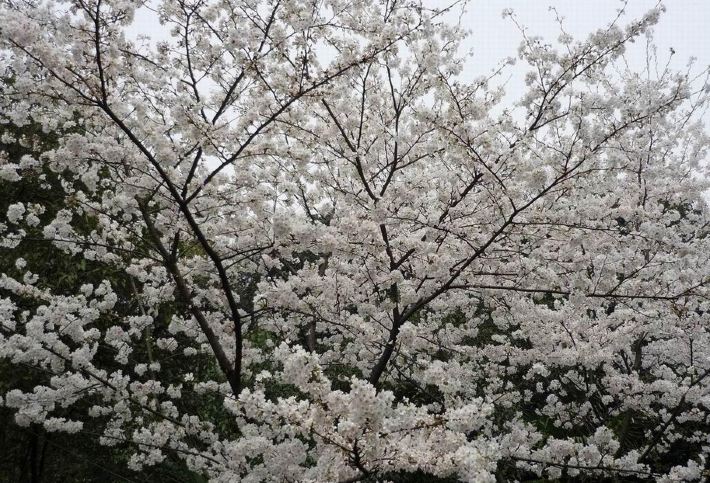 春天里的樱花树 搜罗上海10大浪漫赏樱花好去处