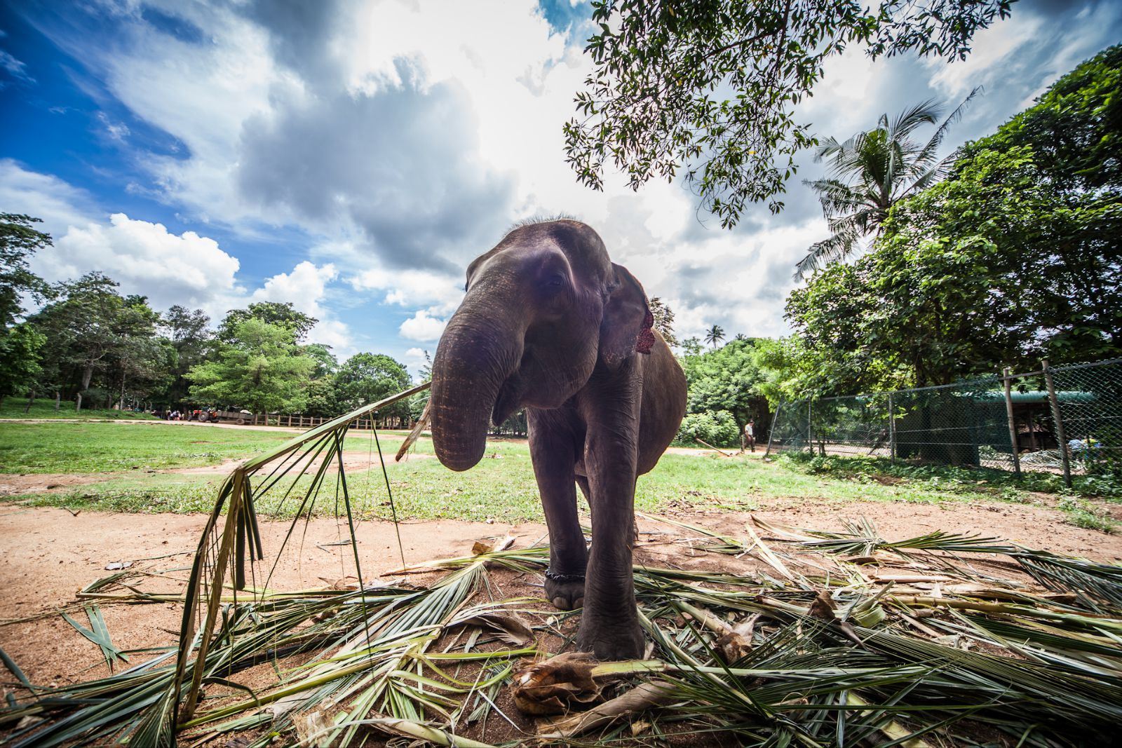 斯里兰卡8日跟团游(4钻)·春节\/海边5星\/世界遗
