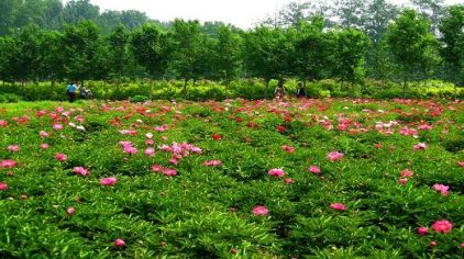 广西药用植物园门票预订_广西药用植物园门票价格_园