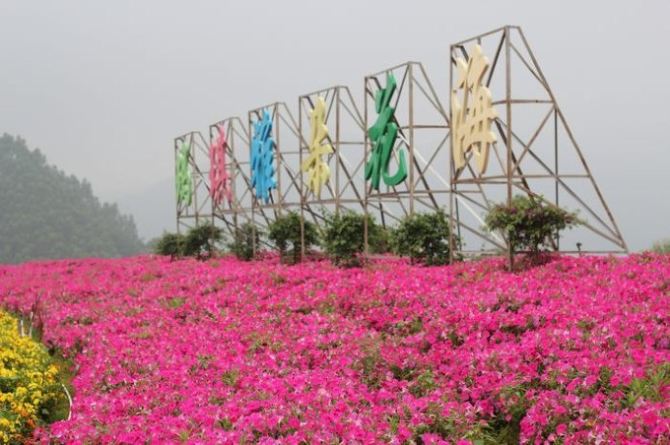 厦门周边花海游攻略:东南花都,十里蓝山,山重村