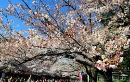 东京上野公园天气预报,历史气温,旅游指数,上野