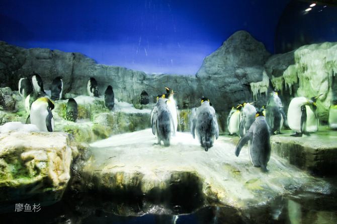 【日本】大阪水族馆里的奇幻世界 - 大阪游记攻略