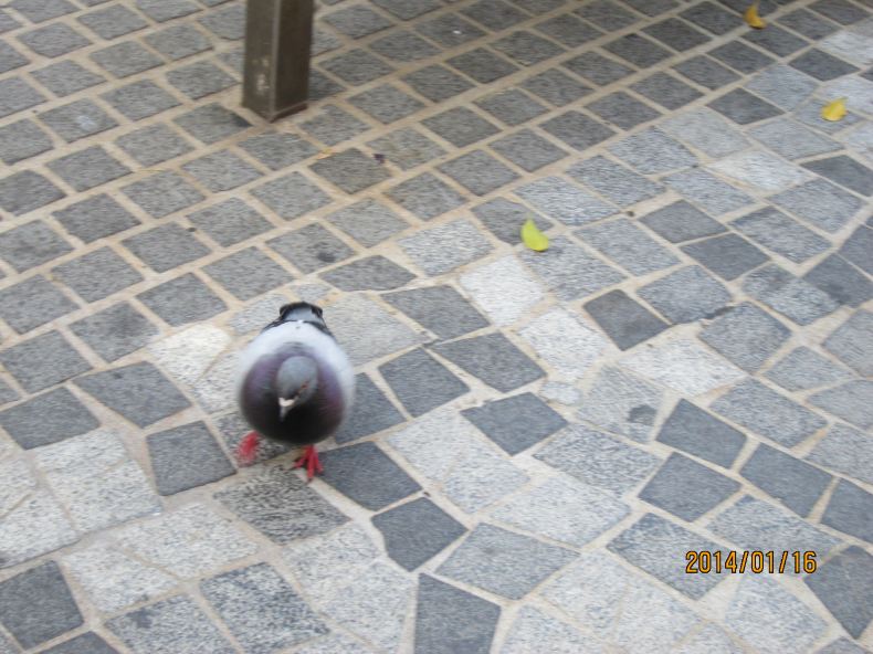 跟团的港澳游,感受资本主义的魅力 - 香港游记