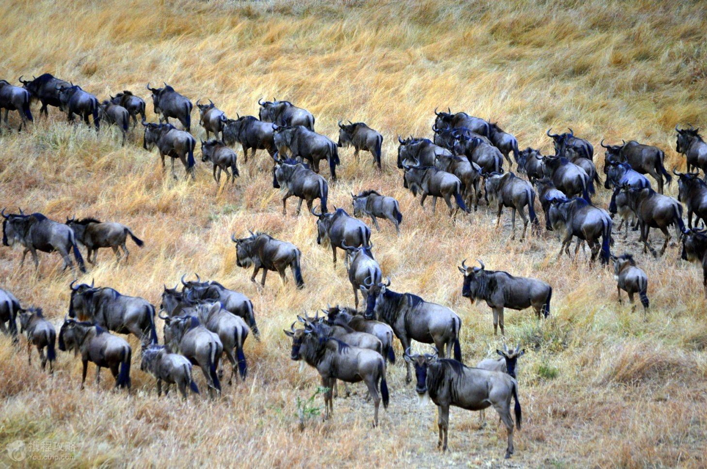 肯尼亚10日9晚跟团游·安全客机 五星级酒店 