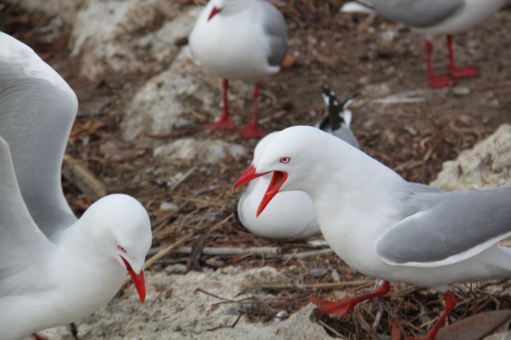 201410新西兰之旅:心之所系蓝 - 新西兰游记攻