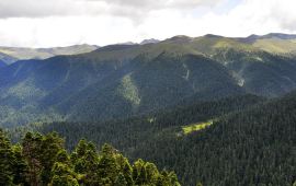 【携程天气预报】林芝鲁朗林海天气预报一周,