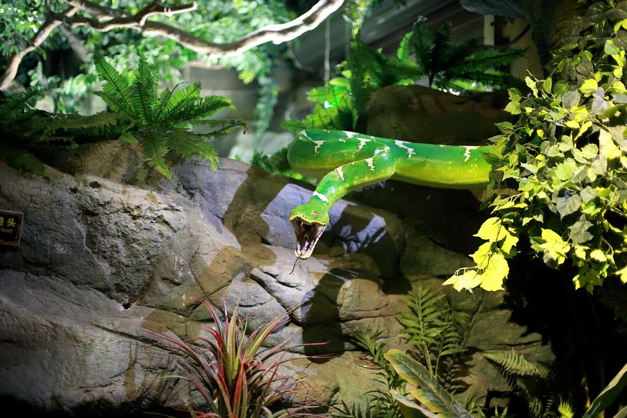 爸爸妈妈去哪儿(广州长隆大马戏、欢乐世界、