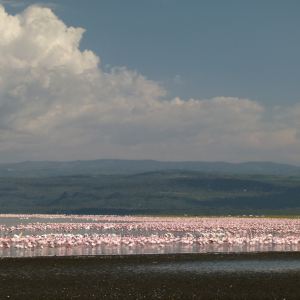 2015肯尼亚山国家公园旅游攻略,自助游\/自驾\/出