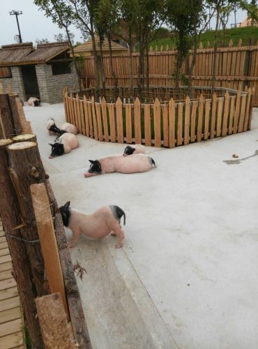 盐城大丰港动物园看熊猫 - 盐城游记攻略