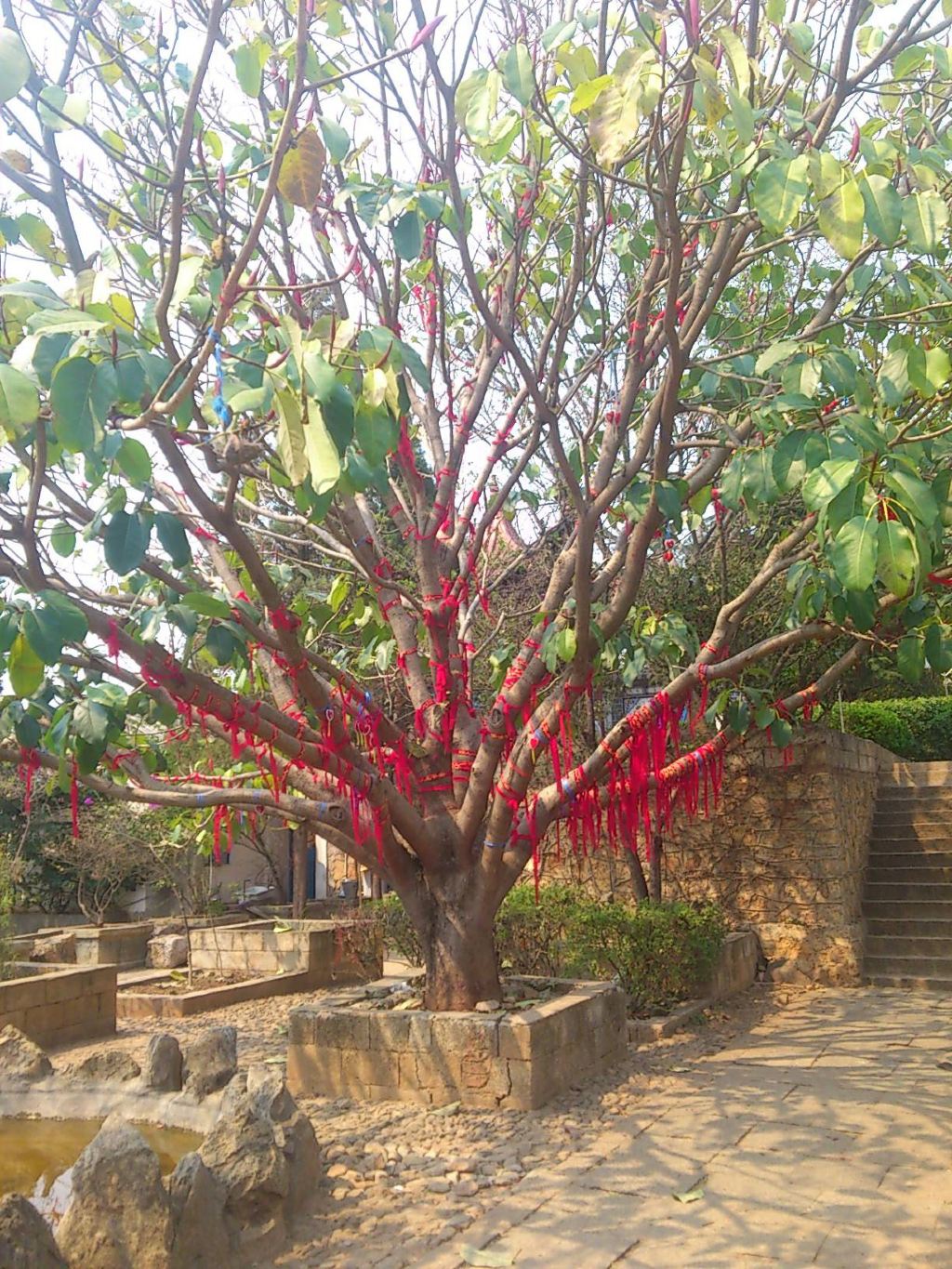 一朵花开的时间是什么意思