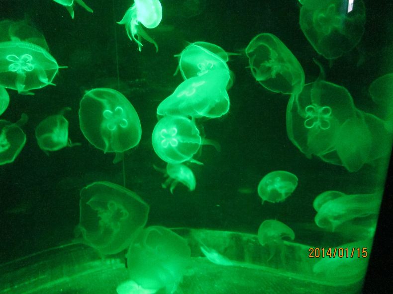 跟团的港澳游,感受资本主义的魅力 - 香港游记