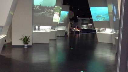 直立人化石 (1).jpg