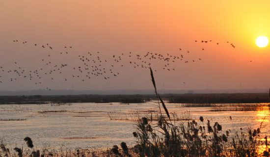 洪泽湖湿地公园门票多少钱_洪泽湖湿地公园门