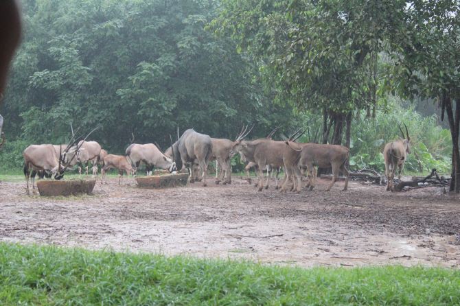 武汉出发到广州长隆之行 - 广州游记攻略