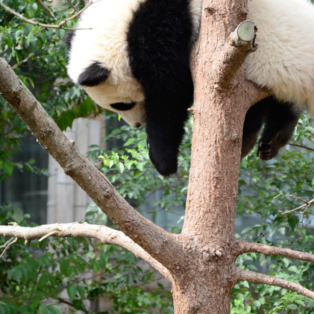 看到一只小熊猫淡定慵懒的挂在树上熟睡.