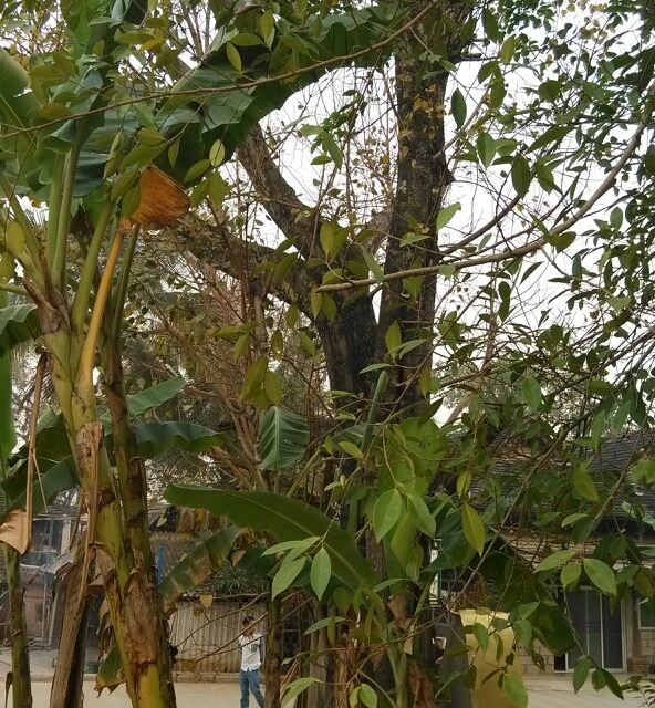 后面的大树是菩提树,据说傣家村民在居住地附近种植菩提树,要是存活才