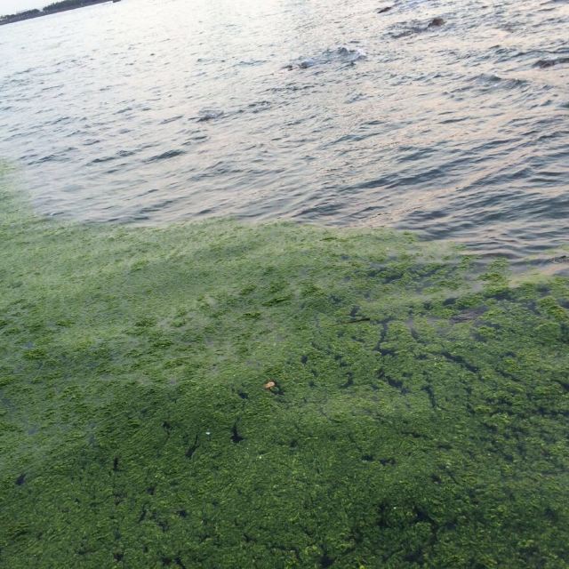 发现青岛的海到处都有绿绿的海草.