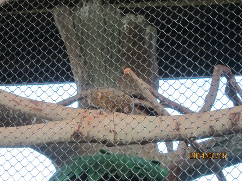 跟团的港澳游,感受资本主义的魅力 - 香港游记