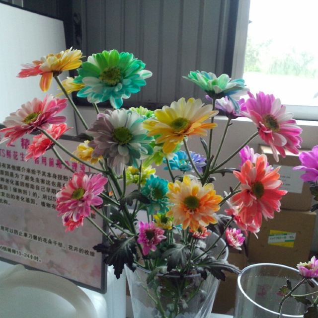 彩色菊花
