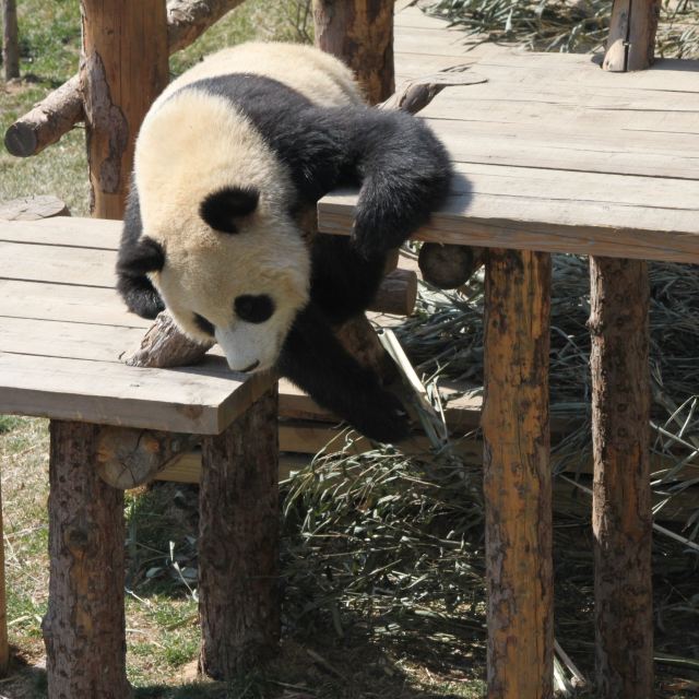 武林萌主大熊猫【取景于大连森林动物园熊猫馆】