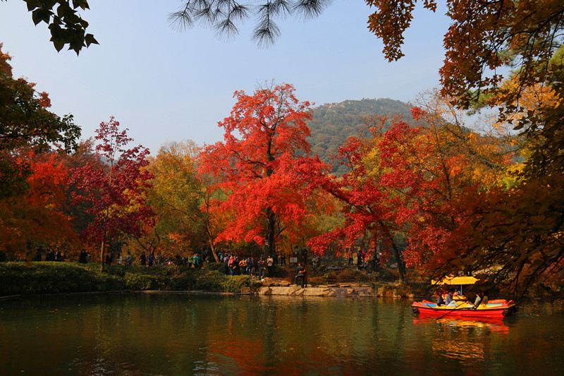 苏州天平山红枫美景令人陶醉