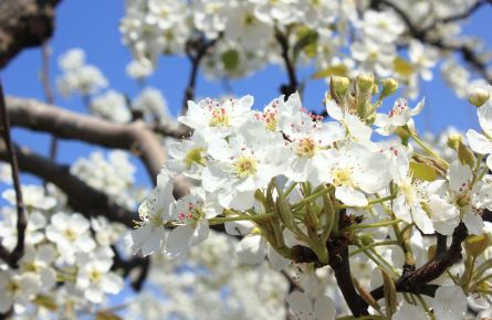 【环球体验【加游站】归乡祭祖,阡陌梨花白