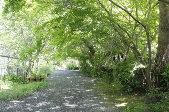 京都纪行--岚山散步 - 京都游记攻略【携程攻略