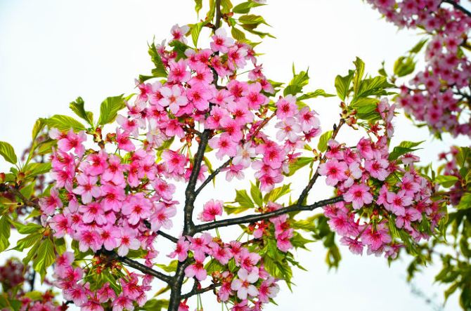 难忘日本樱花之唯美 - 日本游记攻略