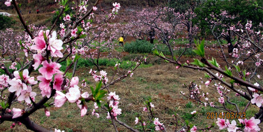 广汉松林桃花游