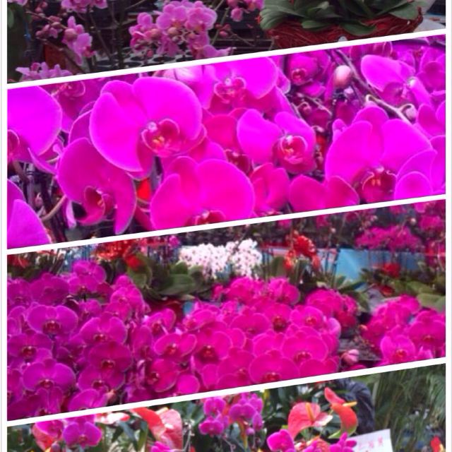 天津曹庄花卉市场