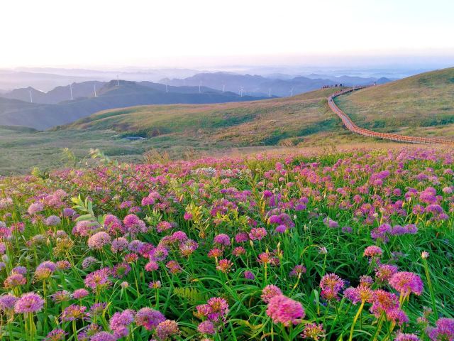 赫章阿西里西韭菜坪攻略,赫章阿西里西韭菜坪門票/遊玩攻略/地址/圖片