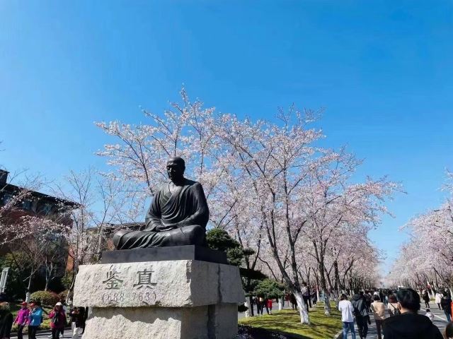 扬州鉴真路樱花大道游玩攻略简介扬州鉴真路樱花大道门票地址图片开放时间照片门票价格【携程攻略】