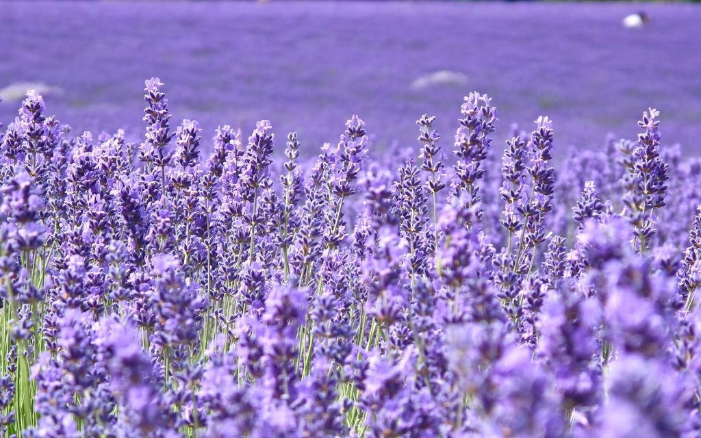 六月是薰衣草的世界,便能零距离来自普罗旺斯的紫色海洋
