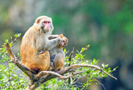 巫山小三峡+小小三峡一日游 上门接+送站丨随船讲解 一价全含【[服务保障]自营，专业定制游巫山旅游5年，让你自由、省心、有保障，无套路高性价比完美品质游】